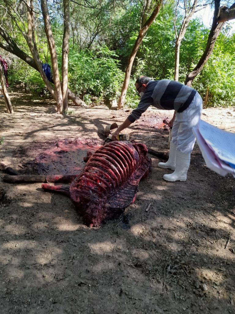 Importante operativo en matadero clandestino de equinos en Villa Robles, departamento Robles