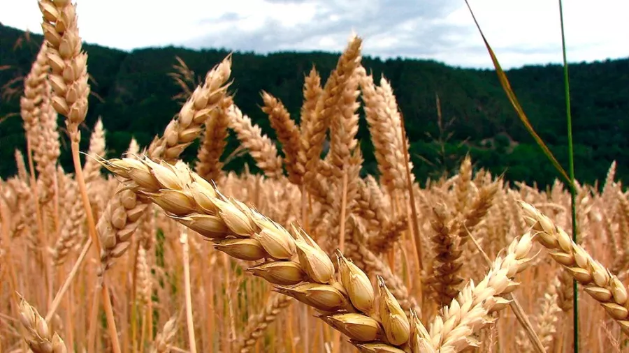 El trigo alcanzó su valor más alto en 14 años: US$ 368,54 la tonelada