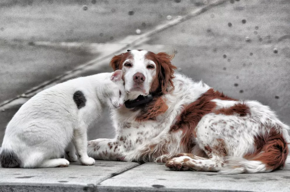 Comenzó una campaña de recolección en beneficio de animales callejeros