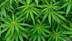 La Policía descubrió un invernadero con ocho plantas de marihuana
