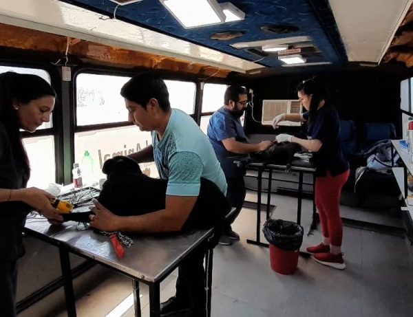 Nueva jornada de castración gratuita para perros y gatos en Las Termas de Río Hondo