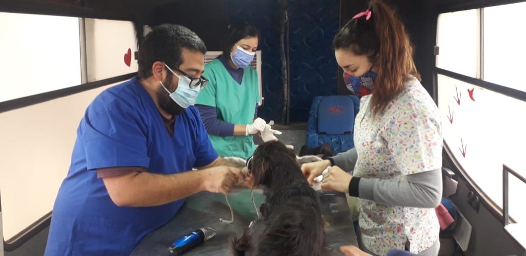 Sanidad animal entregará turnos para castraciones a bajos costos para perros y gatos mestizos