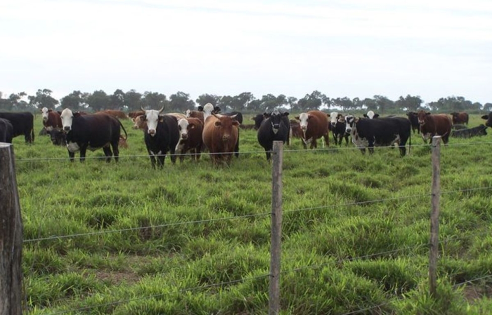 El INTA Quimilí invita a participar de las capacitaciones sobre manejo de pasturas