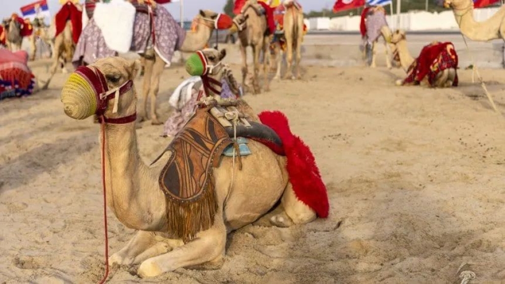 Qué es el «virus del camello», la enfermedad que preocupa a Francia de cara a la final del Mundial de Qatar 2022