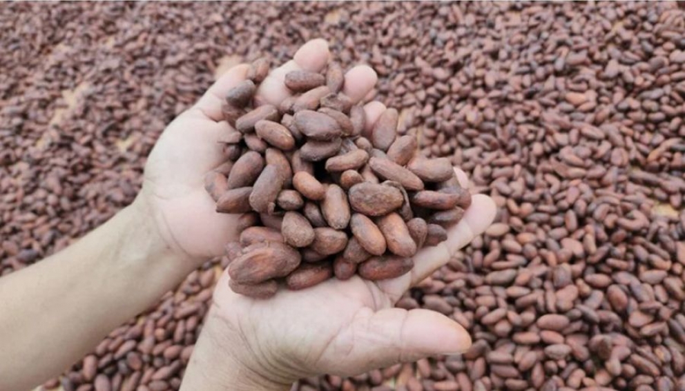 Colombia busca llevar el cacao sostenible a todo el mundo