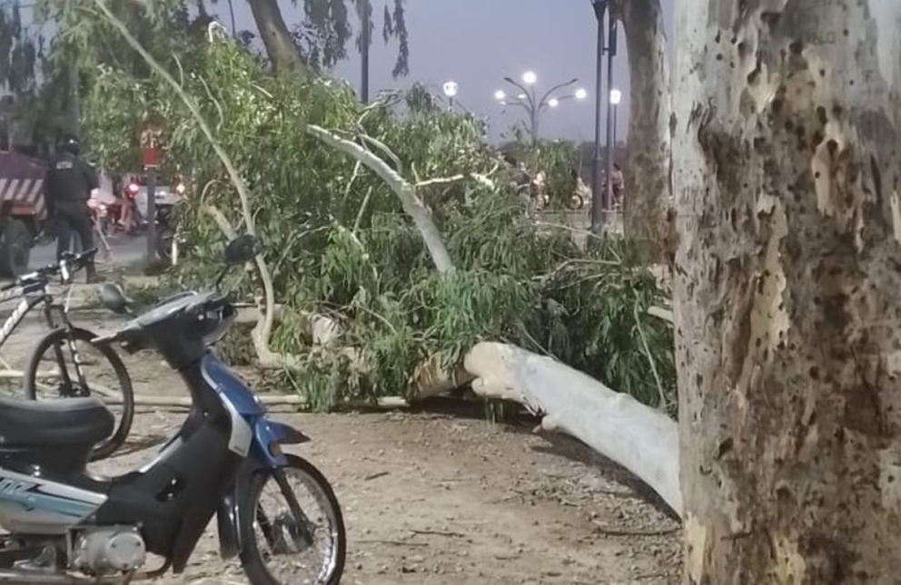 Rama de eucaliptus, fracturó a un hombre y lesionó en la cabeza a otro