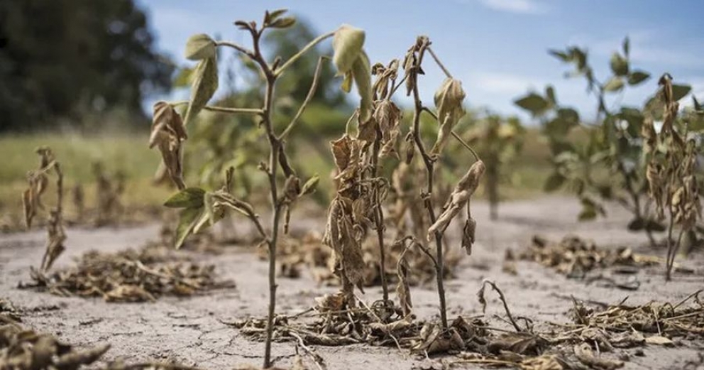 La sequía aniquiló un 45% de la soja del país
