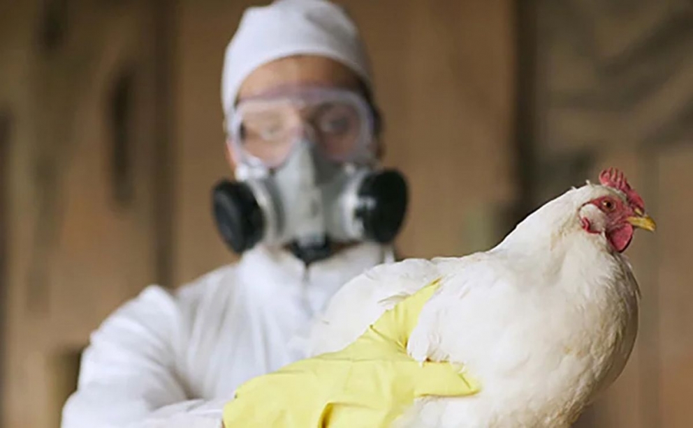 Gripe A: Productores avícolas deben estar protegidos