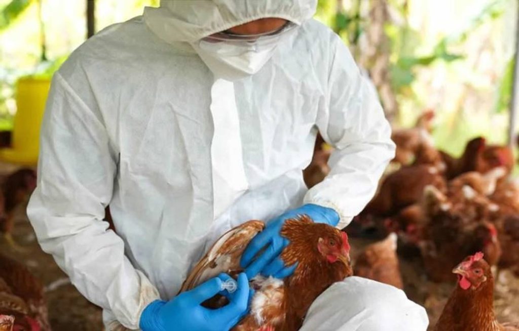 El municipio brindó recomendaciones para prevenir casos de gripe aviar 