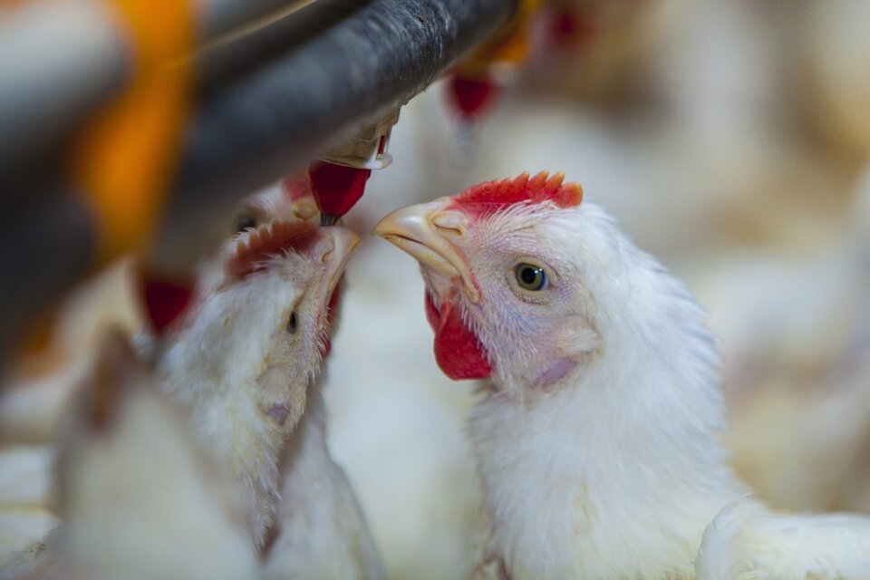 Gripe aviar: se perderán mercados de exportación si se acude a la vacuna