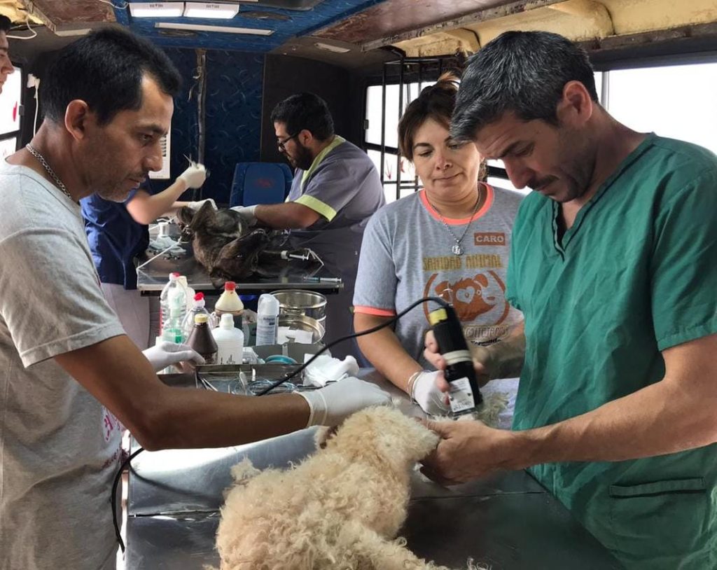 La Banda entregará turnos para castraciones de mestizos a bajo costo