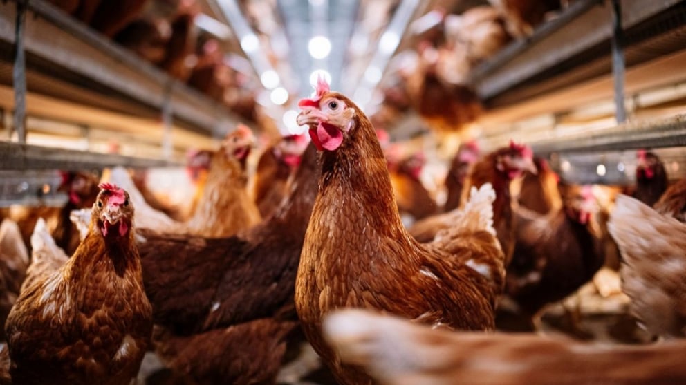 Gripe aviar: prohibieron el traslado, la exposición y la venta de aves vivas