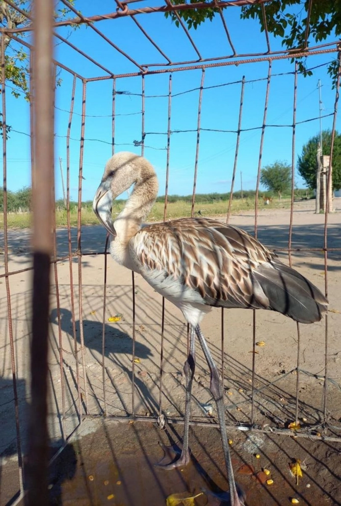 Rescataron y liberaron un flamenco austral en el departamento Río Hondo