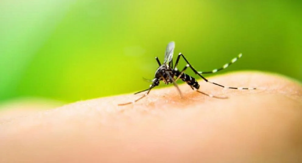 El municipio suma medidas para prevenir el Dengue