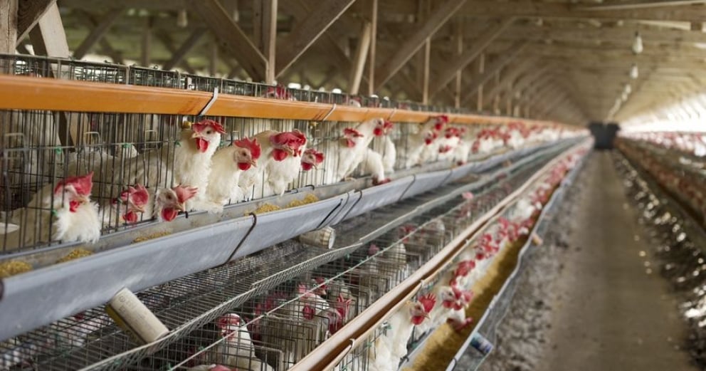 La gripe aviar se cobró la vida de 240 mil gallinas en Argentina