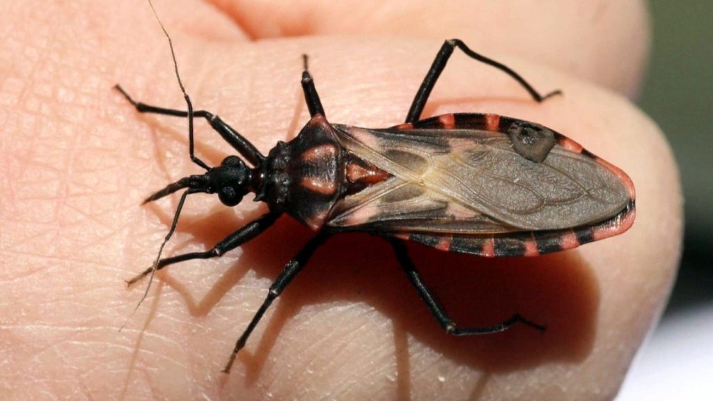 Día Mundial de la enfermedad de Chagas