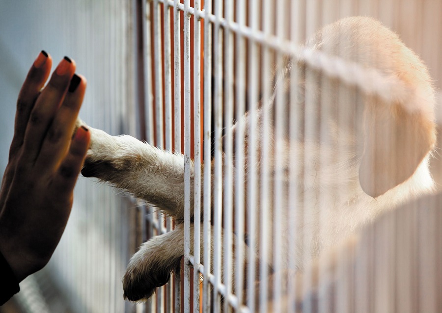 Organizan charlas de concientización y jornadas de adopción para el Día del Animal