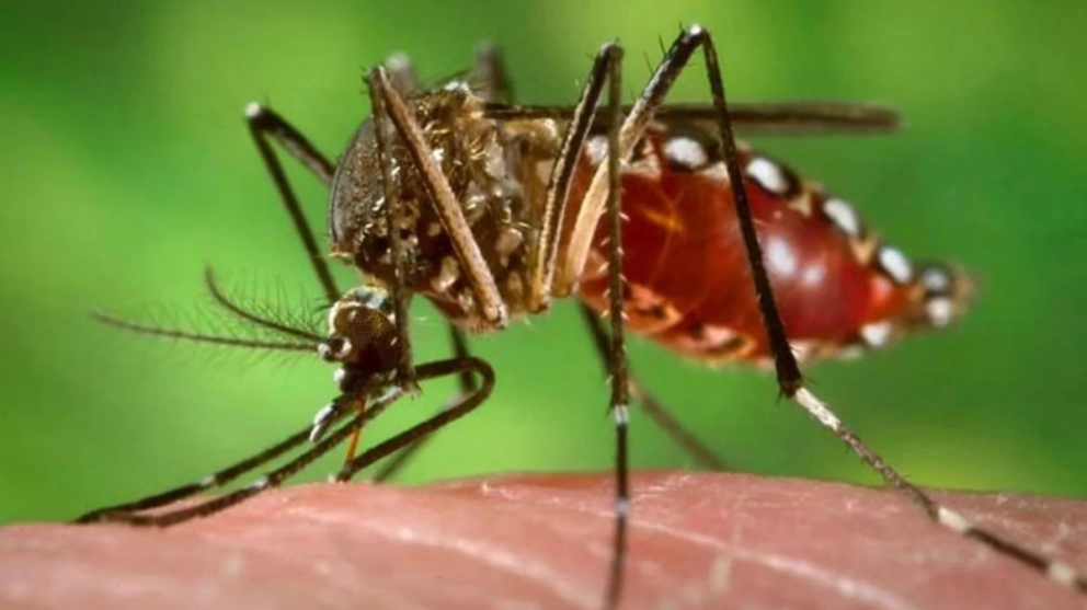 La Anmat acelera el análisis de una vacuna japonesa para combatir al dengue