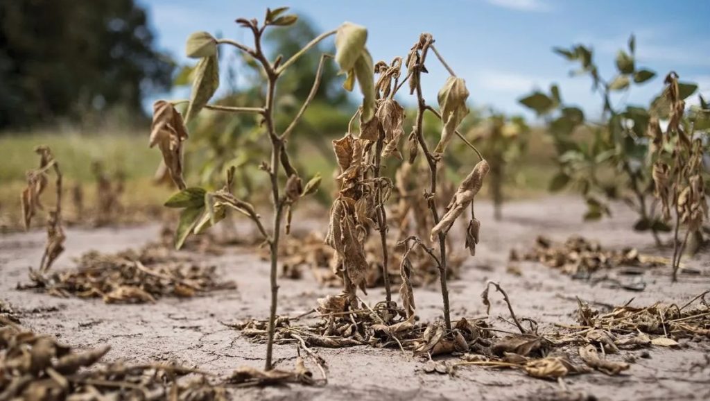 El Ministerio de Economía de la Nación declaró emergencia agropecuaria en la provincia