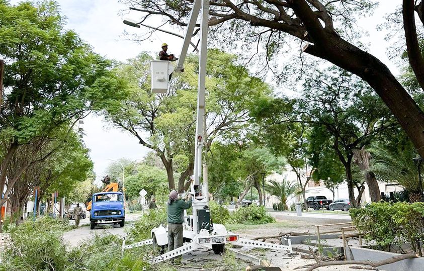 La Municipalidad concretó trabajos de podas del Paseo España