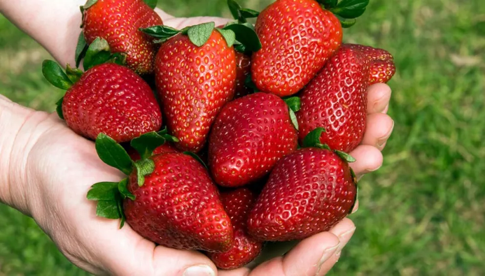 Avanzan a paso firme los trabajos para la producción de frutillas en Santiago