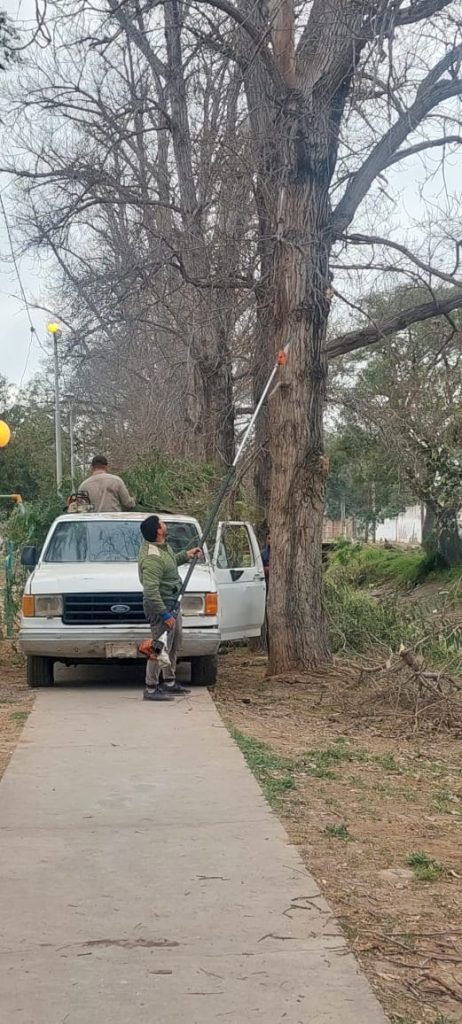 El municipio intensificó los trabajos de poda correctiva en la ciudad 