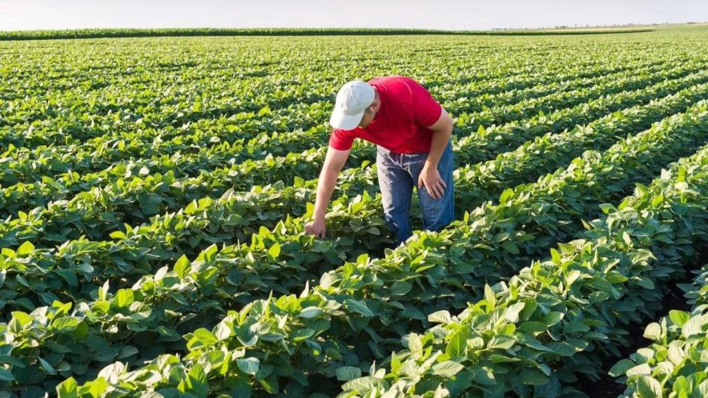 8 de septiembre: día del Agricultor y Productor Agropecuario