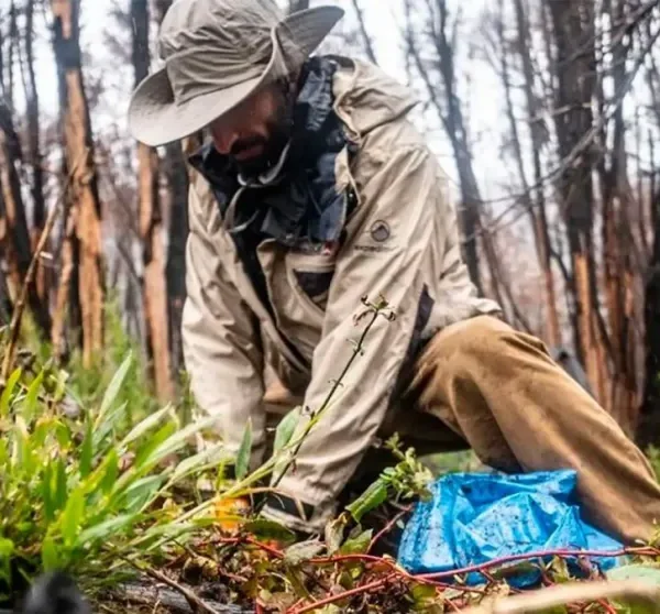 Plantaron 1.100 árboles en el Parque Nacional Nahuel Huapi afectado por los incendios