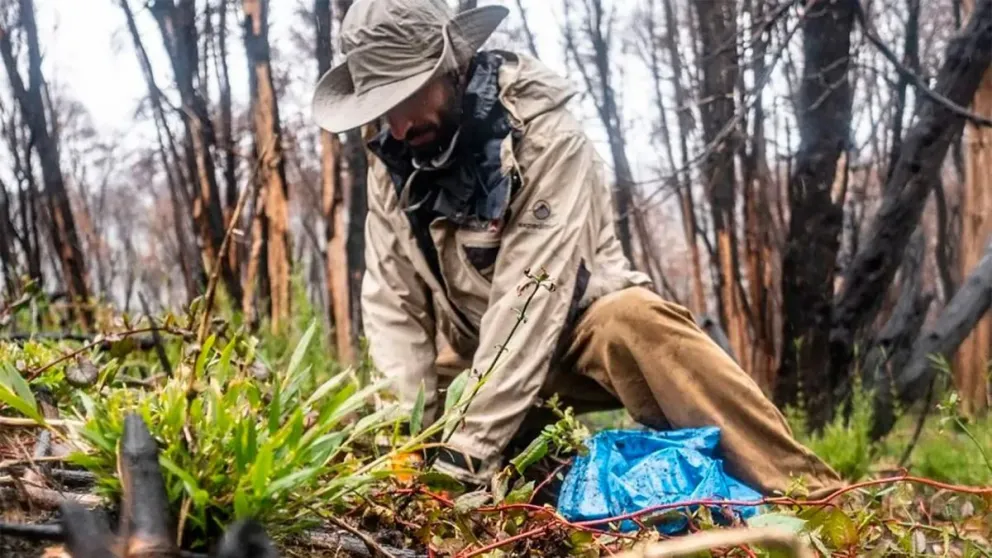 Plantaron 1.100 árboles en el Parque Nacional Nahuel Huapi afectado por los incendios