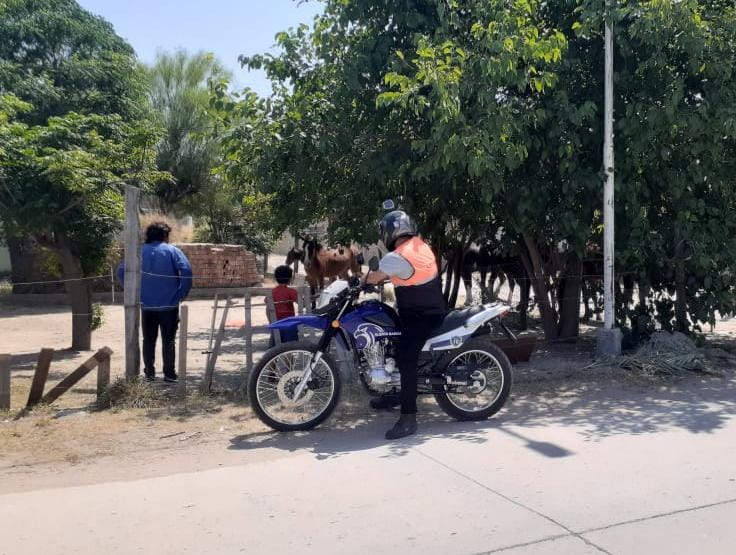 Personal de Alerta Banda retiró equinos de la vía pública y evitó futuros accidentes