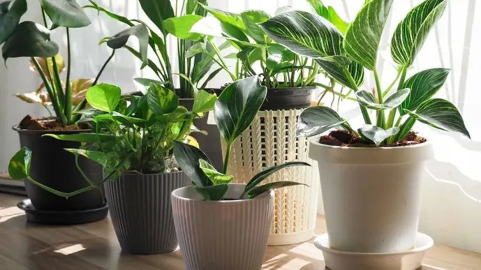 Las plantas capaces de purificar el aire de tu casa y que son recomendadas por la NASA