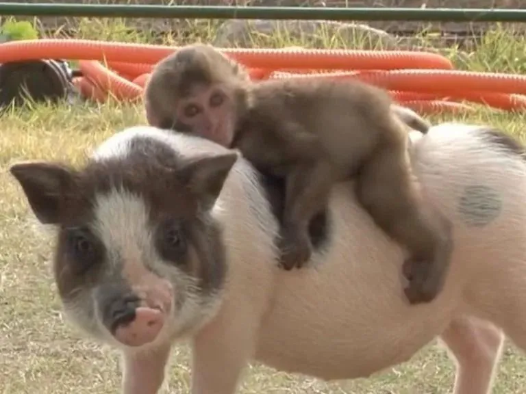 Hito científico que acerca el uso de órganos porcinos en humanos: mono sobrevivió 2 años con un riñón de cerdo