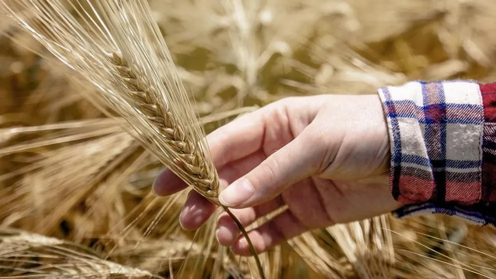 Estiman que las exportaciones de trigo saltarán 108,7% y alcanzarán los US$ 2.240 millones