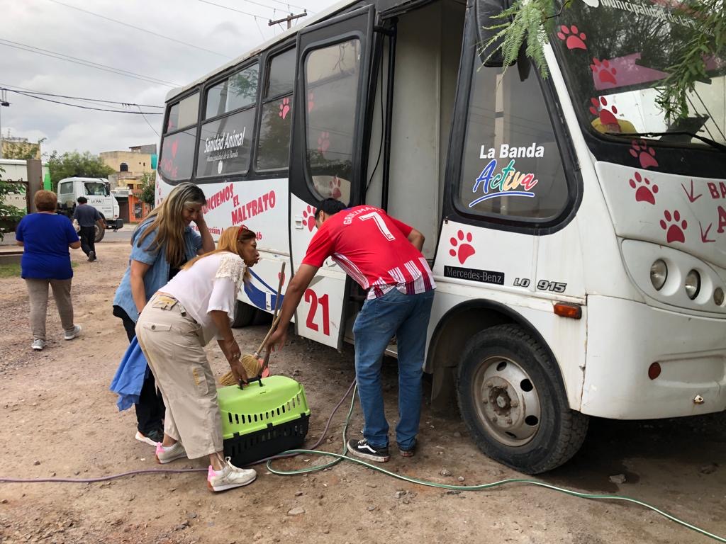 En un año se realizaron más de 4 mil castraciones de perros y gatos en La Banda