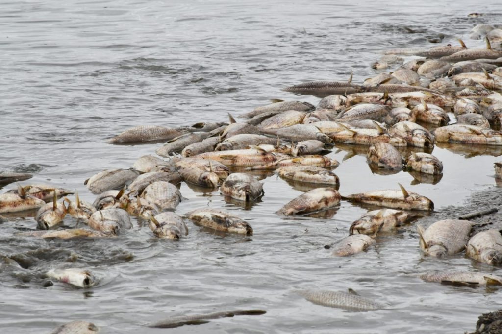 Fiscalía de Estado y Defensora del Pueblo iniciarán acciones penales por la mortandad masiva de peces en el embalse de Río Hondo