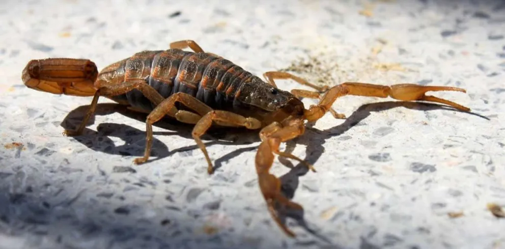 Brindan recomendaciones ante la aparición de insectos venenosos