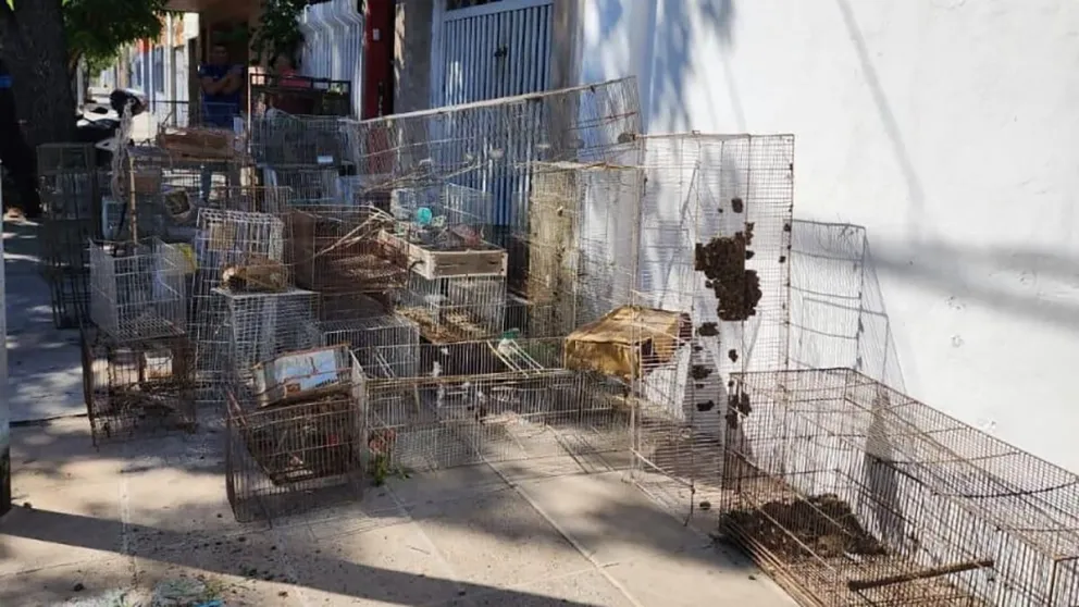 Rescataron 80 animales del comercio ilegal en provincia de Buenos Aires y CABA