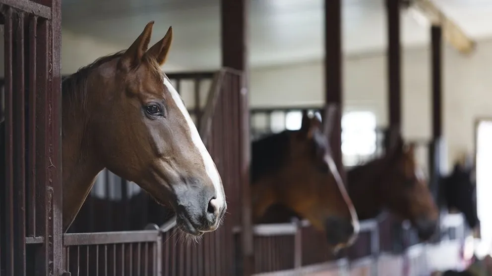 Aprobaron 80 mil dosis de la vacuna contra la encefalomielitis equina