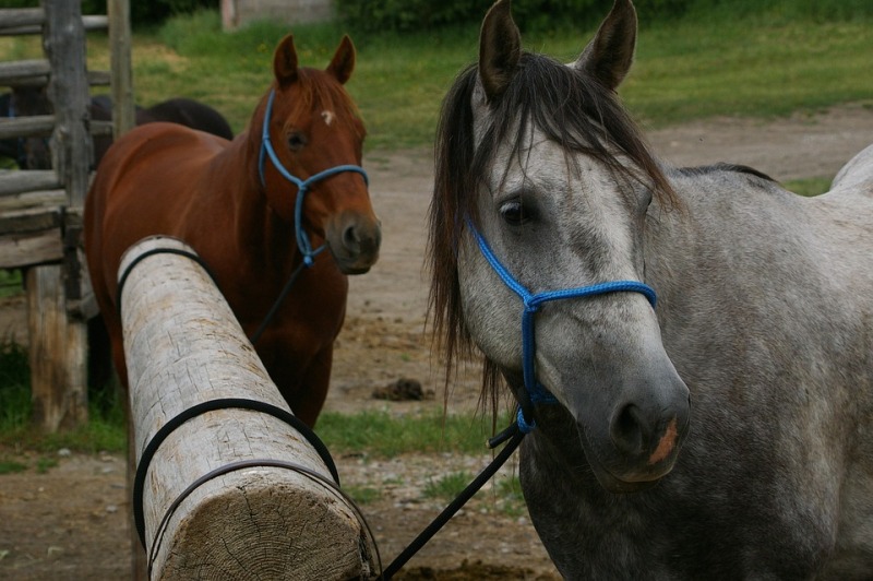 Confirman un caso de Encefalitis Equina del Oeste en humanos