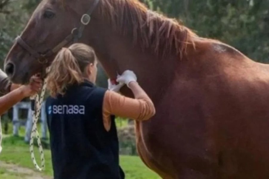 Fortalecen la vigilancia epidemiológica ante la amenaza de la encefalitis equina