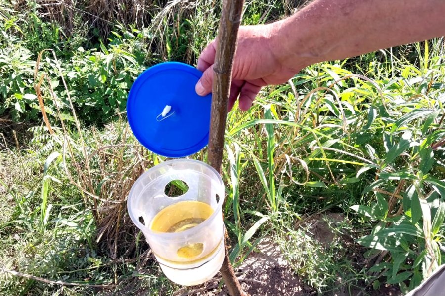 Trabajan en la instalación de trampas para evitar la pérdida en producción de algodón