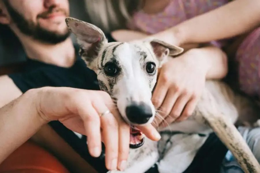 “Ley Conan”: en qué consiste el proyecto de ley que agrava las penas por maltrato animal