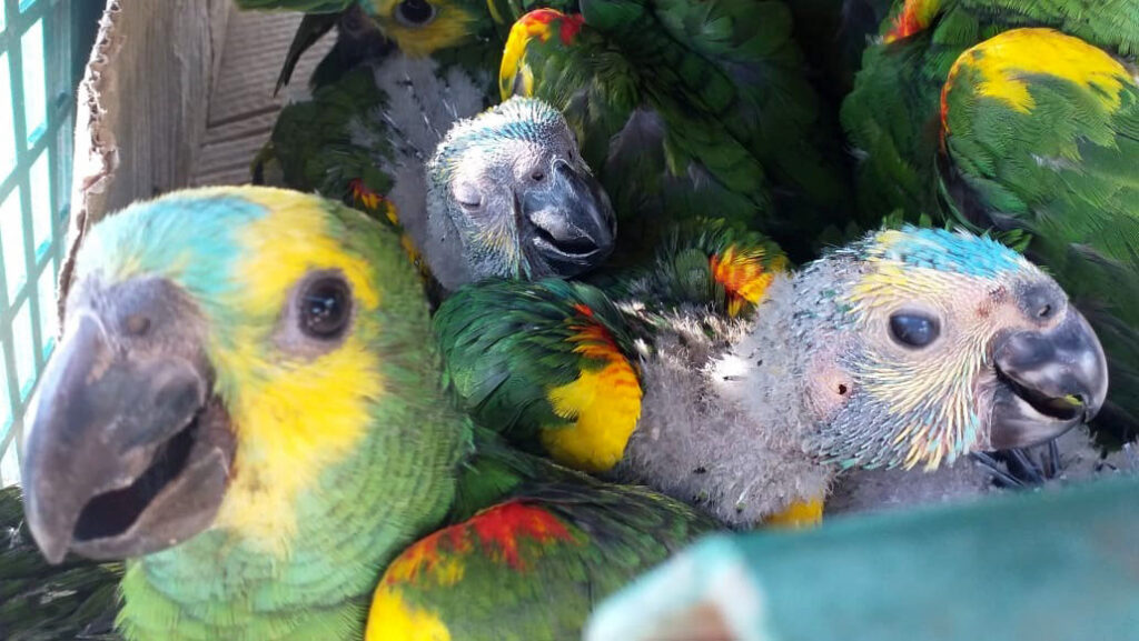 Secuestraron una gran cantidad de aves que eran transportadas ilegalmente