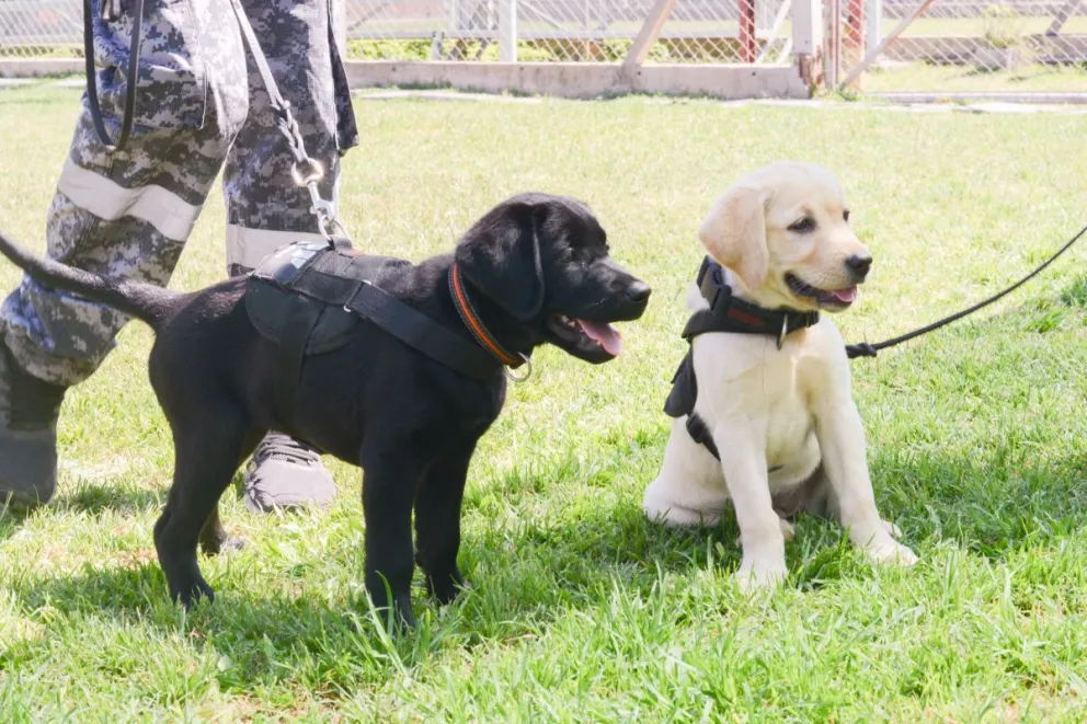 Cachorros son entrenados para operativos de detección de estupefacientes y divisas