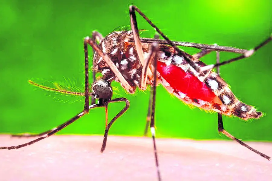 Continúan las campañas de toma de conciencia para la lucha contra el dengue