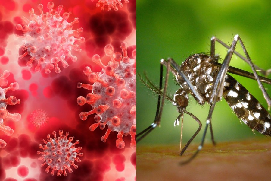 Facilitaron un sitio web para consultas y resultados de dengue y Covid-19