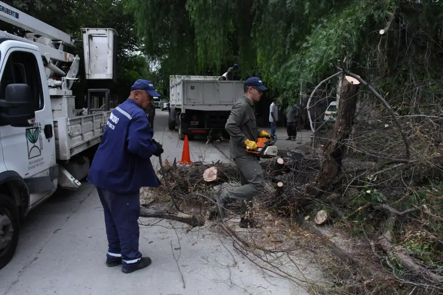 Arbolado Urbano de la Capital trabaja en la poda de árboles con riesgo de caída