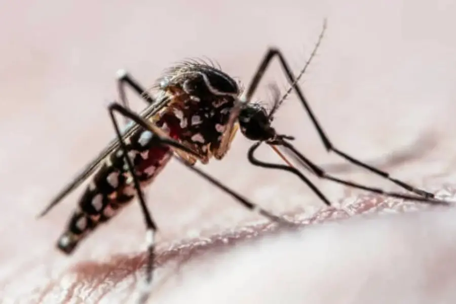 Por la gran cantidad de casos de dengue, advierten que puede haber más reinfecciones y casos graves