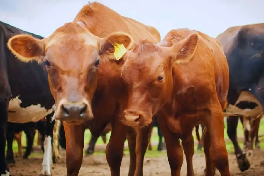 Fiebre aftosa: el Gobierno anunció que abre la importación de la vacuna bivalente