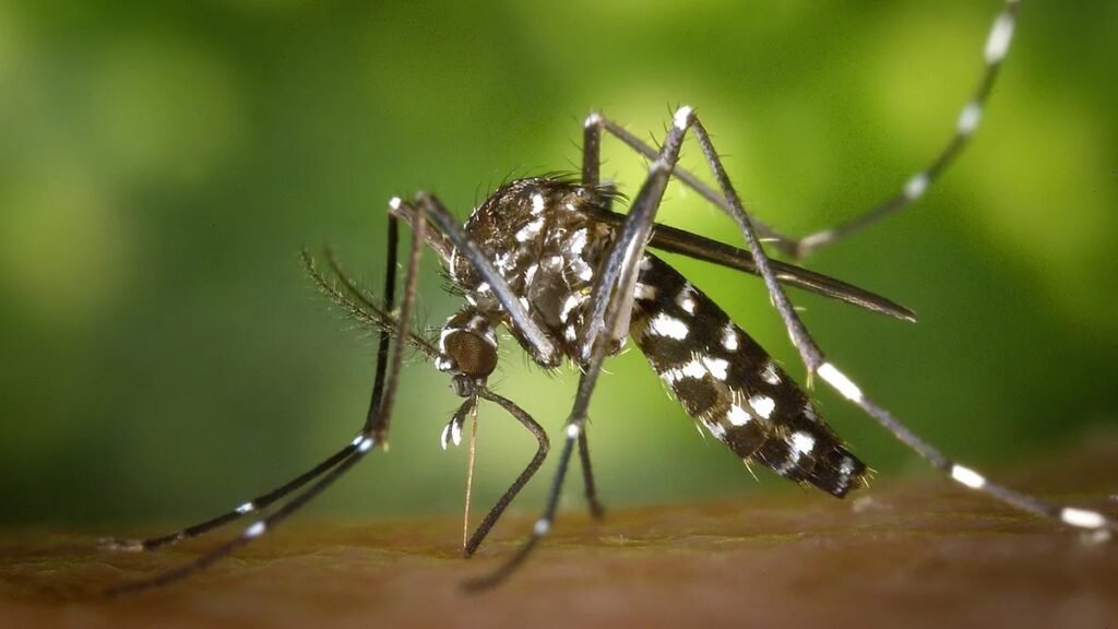 Desde Salud brindan información para reconocer los signos de alarma del Dengue a fin de prevenir complicaciones graves